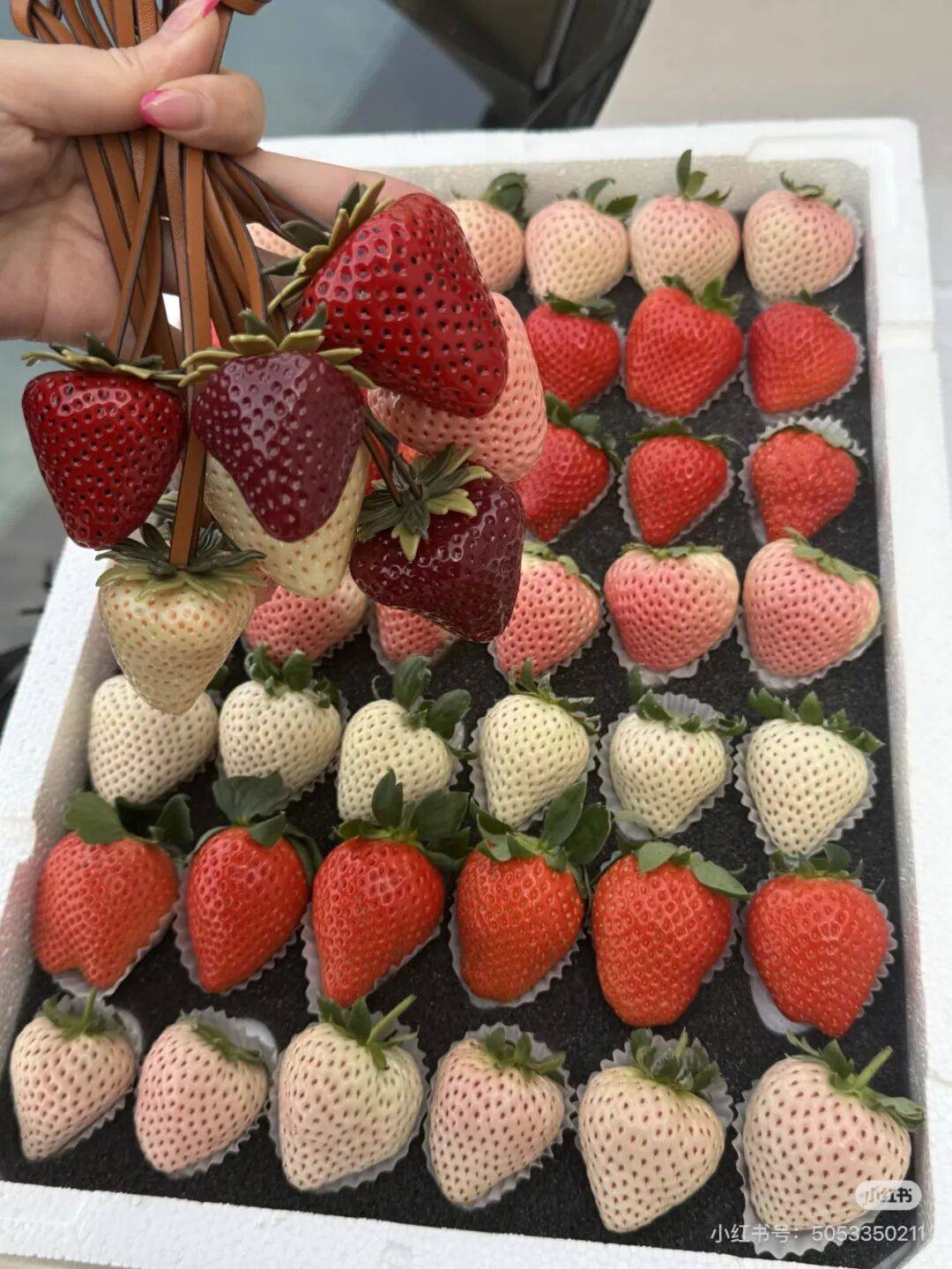 皇冠hga026_打败车厘子皇冠hga026，动辄上百一斤的草莓成招待客人硬通货