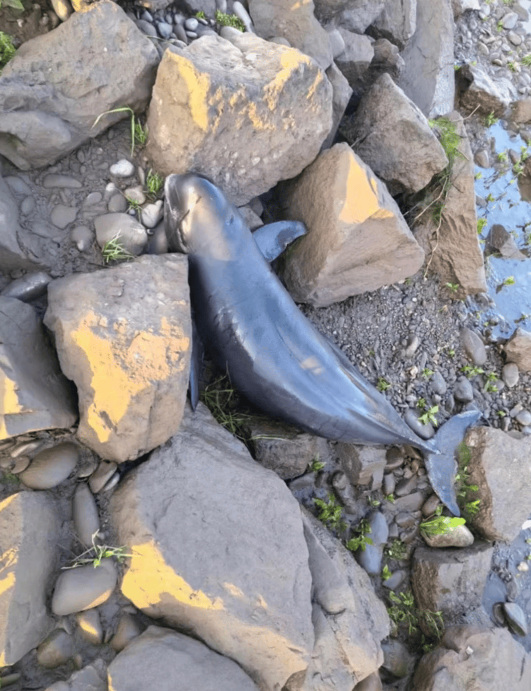 葡萄牙 vs 洲际附加赛1组胜者_湖南常德沅江水系一江豚死亡 当地：已邀请专家调查死亡原因