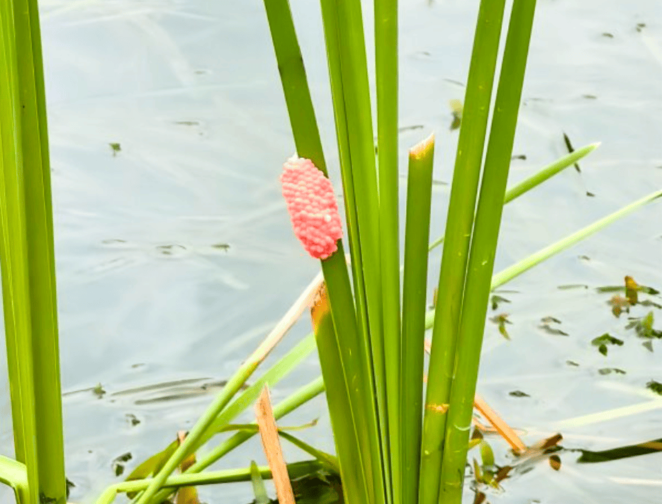 皇冠信用網登1,登2,登3出租_别吃皇冠信用網登1,登2,登3出租，寄生虫多达上千条！武汉公园连夜清出130多斤