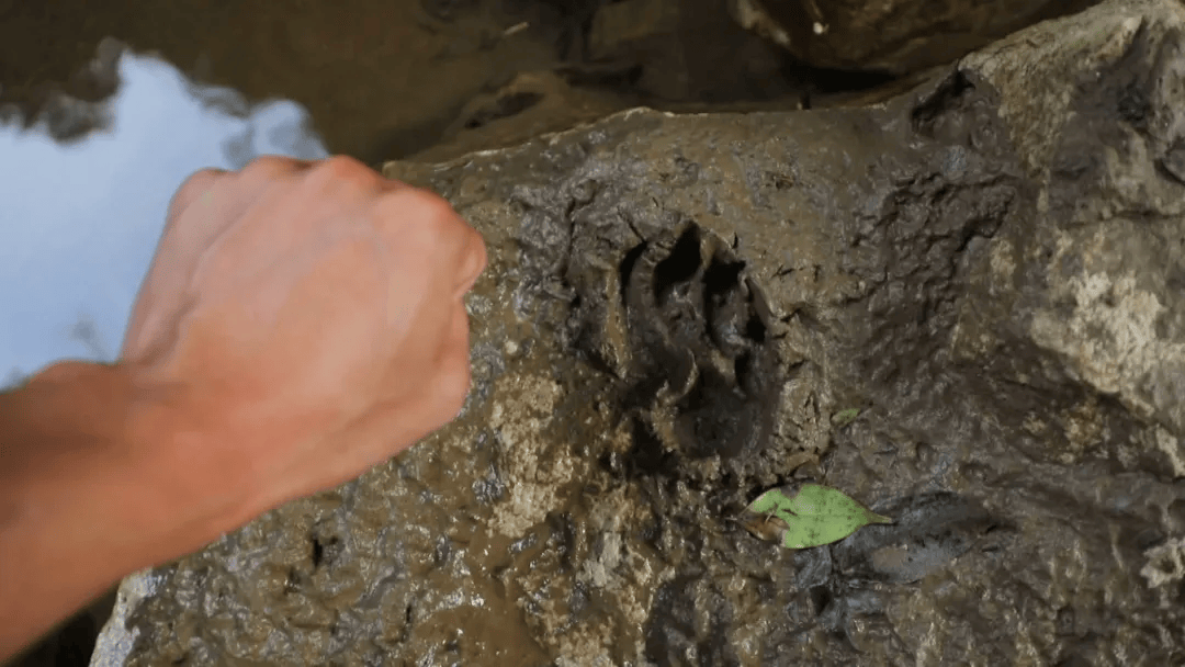 波兰超级联赛_广西一村疑现大型野生动物：脚印如拳大波兰超级联赛，目击者称其黄黑相间，当地已装监测设备