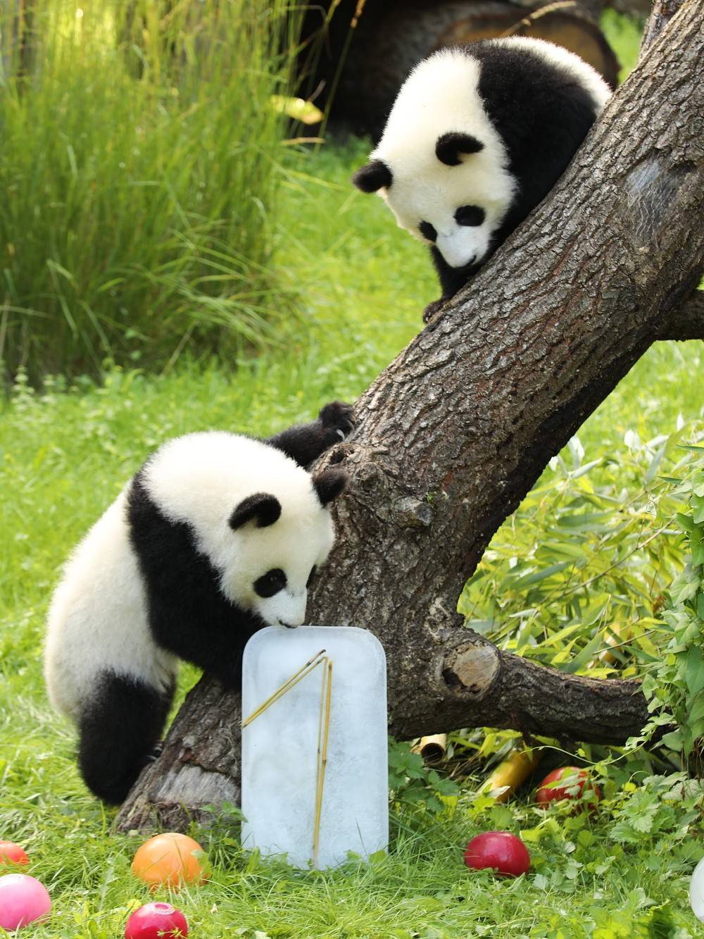 皇冠信用网账号注册_在德出生的第二对大熊猫双胞胎迎来一岁生日