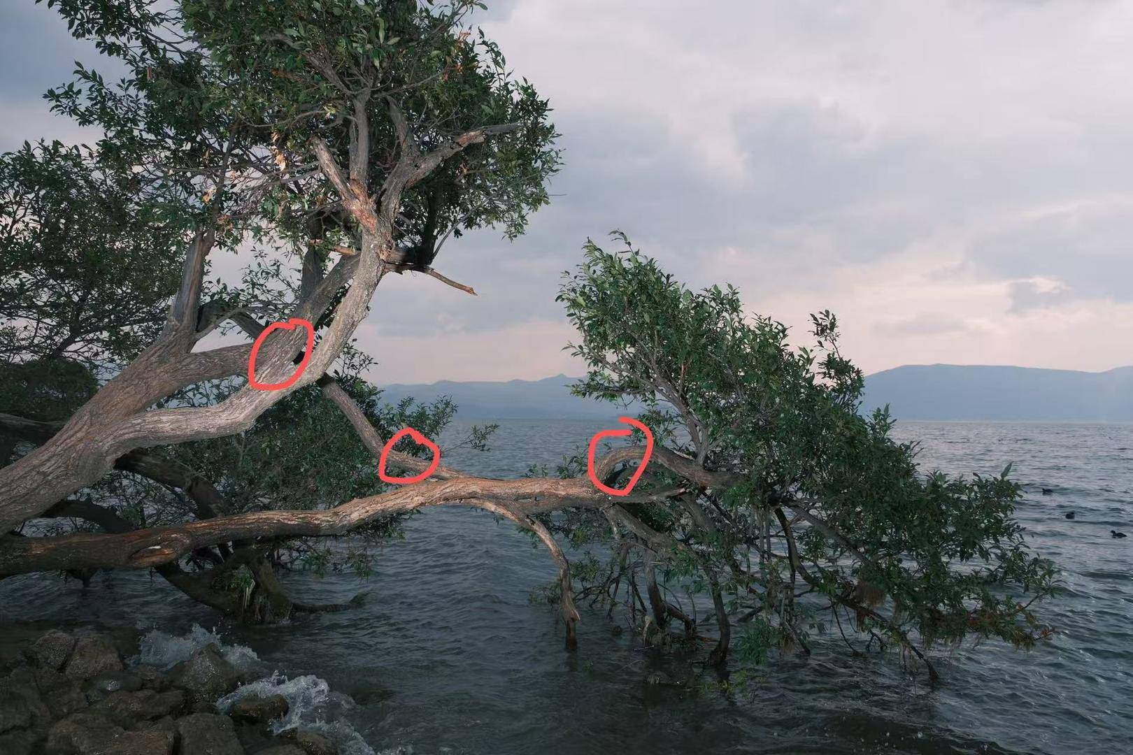 皇冠信用盘在哪里注册_大理洱海摄影师反映网红“歪脖子树”多处被锯 洱海管理局工作人员：情况正在核查