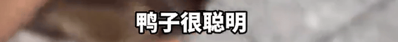 本菲卡 vs 勒洪库森_养了四年的宠物鸭被汽车碾死本菲卡 vs 勒洪库森，老太太当街包鸭痛哭，目击者：她老伴重病，鸭子是用来祈福的