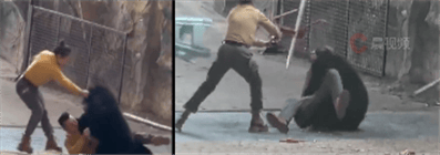 澳大利亚足球_杭州一动物园黑熊突然袭击饲养员澳大利亚足球，当地回应：或因抢袋中食物